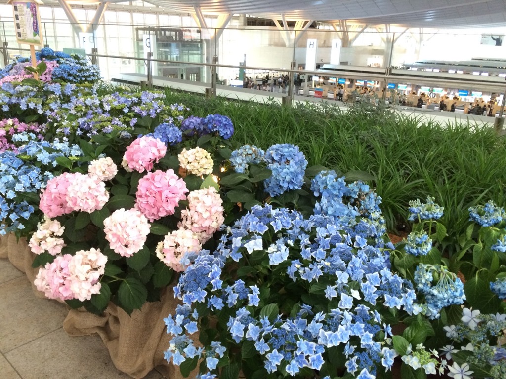 羽田空港の国際ターミナルに可愛い紫陽花が展示されていましたよ